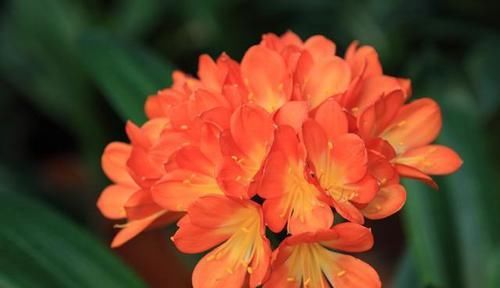 叶片变黄|君子兰叶片发黄怎么办?几招解决面子问题,叶片很快又大又绿