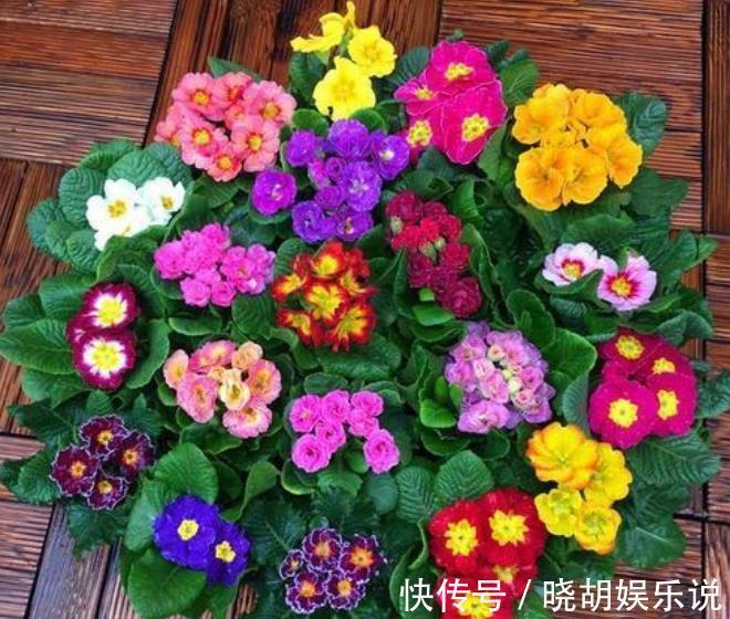 家养此款花卉,开花勤爱爆盆,花开美观又大气,花色艳丽灿烂无双