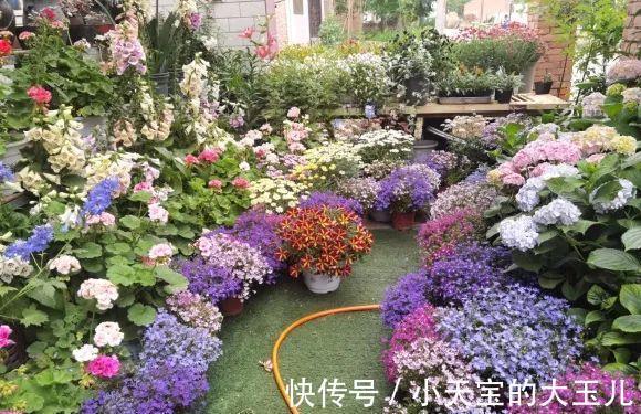 记录一下我养过的花,1000多盆都有啥