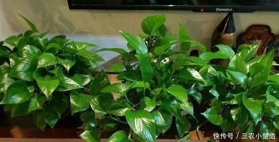 家里养花不要瞎眼!这6种花旺财又养人,有2种花是大忌!