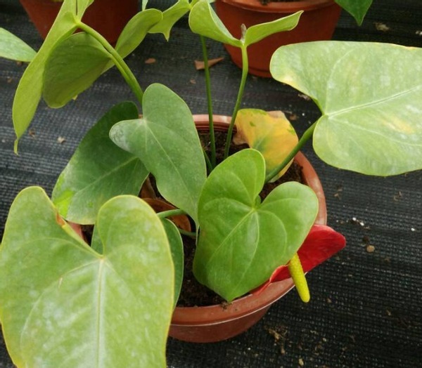 植物|花店老板打死都不愿意说的秘密养花草怎么防治烂根黄叶
