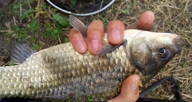 用蚯蚓钓鲫鱼，这几种打窝方法，不仅发窝快，留鱼效果也持久