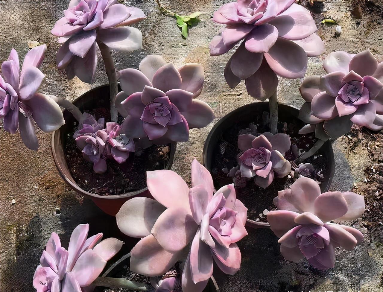 老桩|想把多肉养成悬崖桩,满足“三要求”,遇水疯长,爆崽一堆小崽