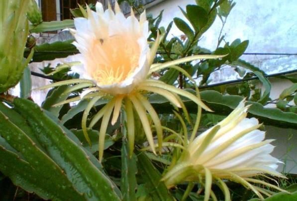 止咳|中医提醒：咳嗽老不好，路边霸气的花摘回家泡水喝，止咳有奇效