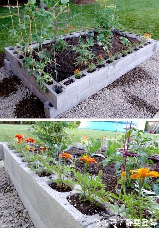 种菜|光秃秃院子太浪费,农村老爸用18块空心砖,改造成人见人爱的菜园