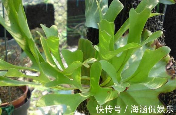 观叶型|这3款植物虽其貌不扬，室内盆栽，却能让家里变成“天然氧吧”