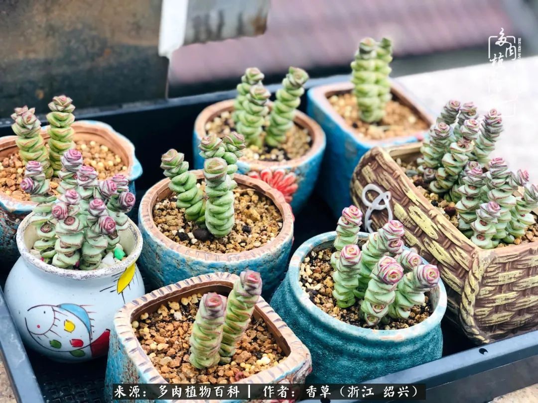 阳台上的一亩三分地,我愿与你一起,与时光媲美!