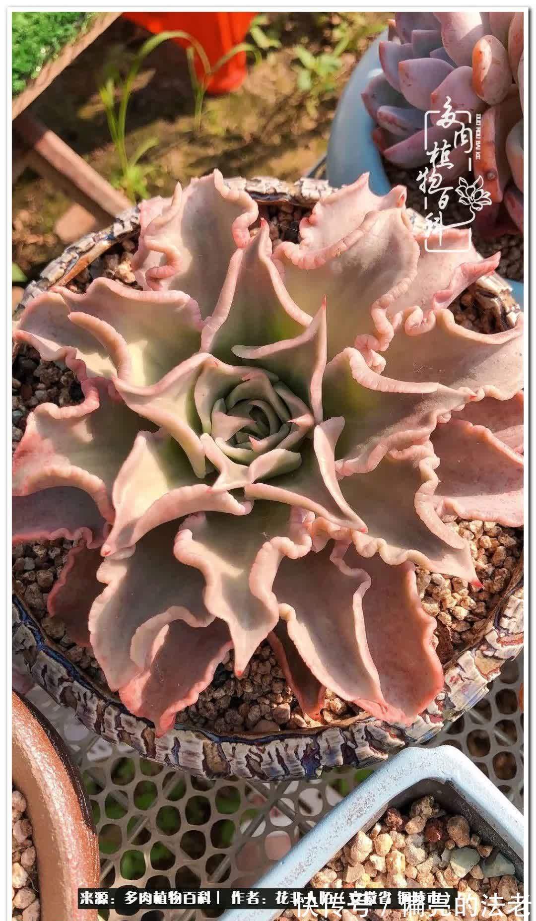 感恩遇见,感谢有你——多肉