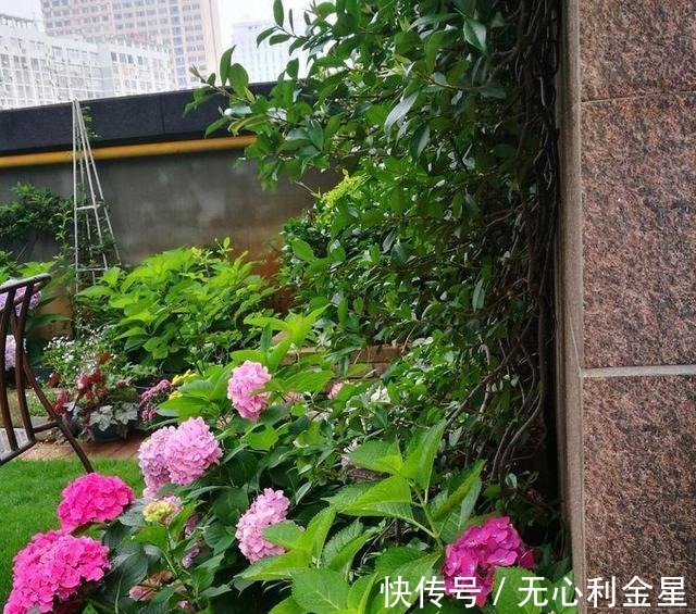 矾根|为了300㎡露台花园,毫不犹豫买了这房子,在城市屋顶过上田园生活!