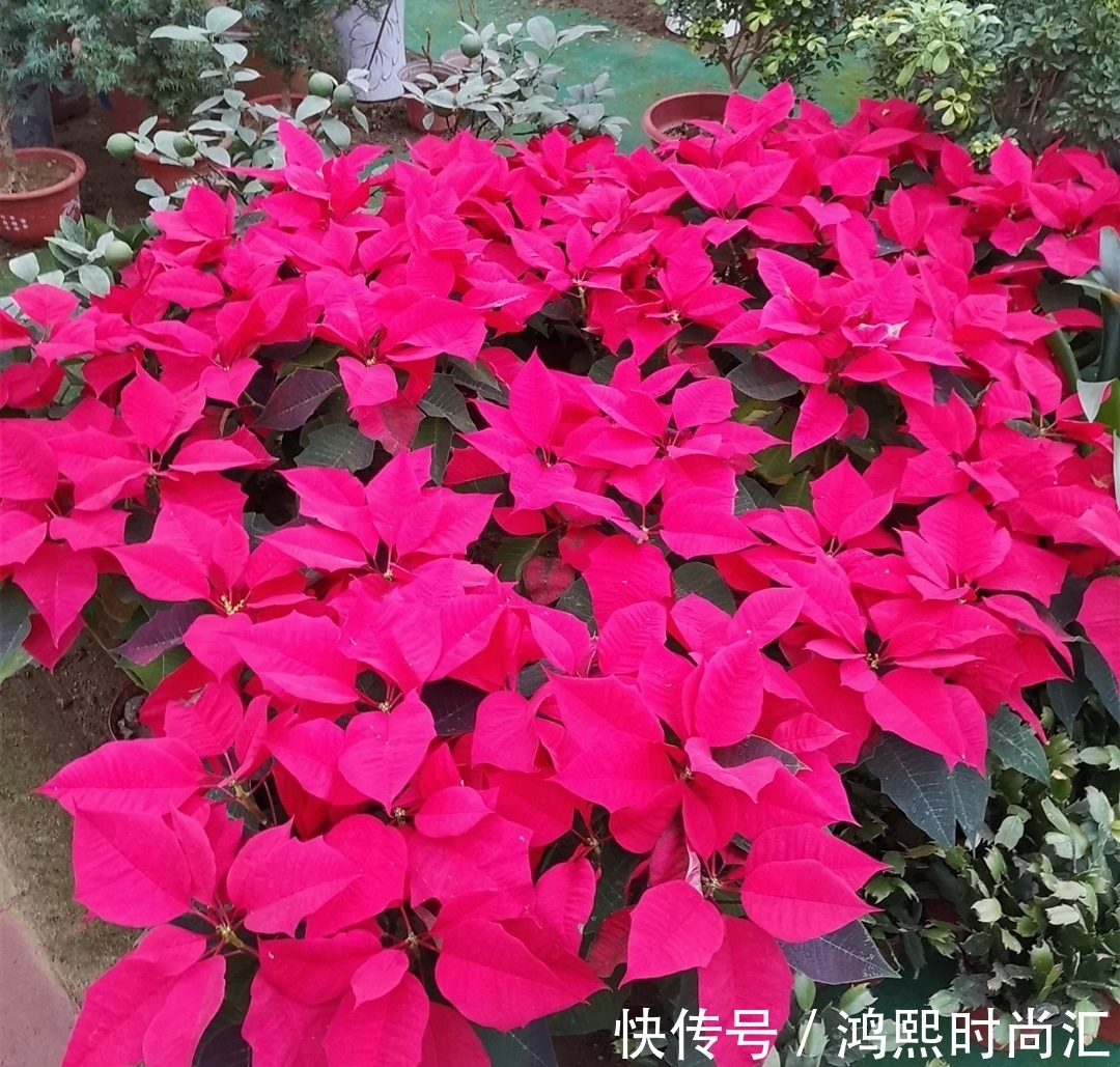 植株|6种花,植株体内含有毒成分,不适合摆放在室内