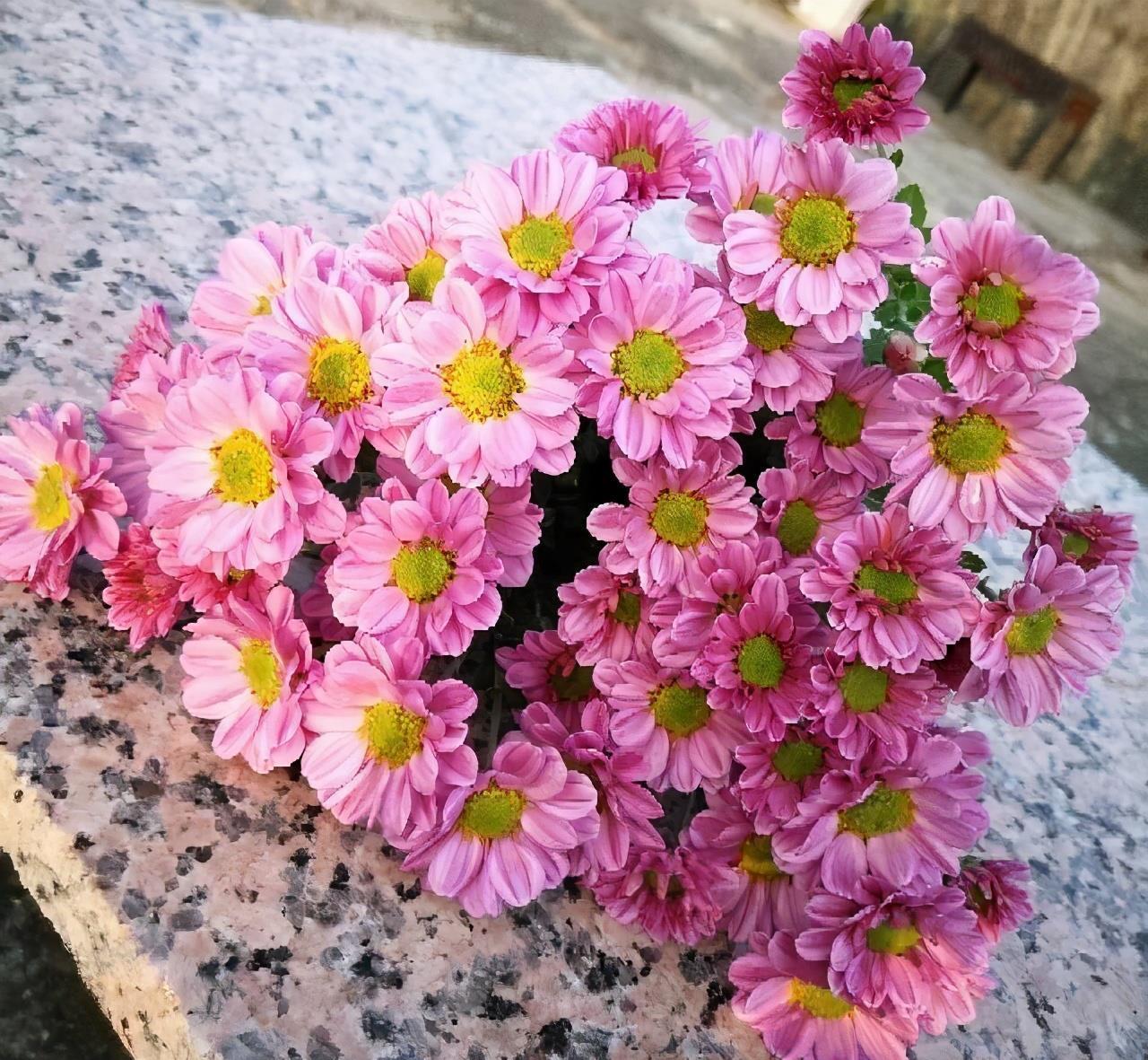 满头|有一种花叫做小切粉,天冷就开花,满头花苞,漂亮清新