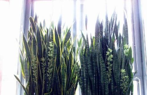 爆盆|养护虎皮兰,做好这三大定律,爆盆、开花、长到天花板