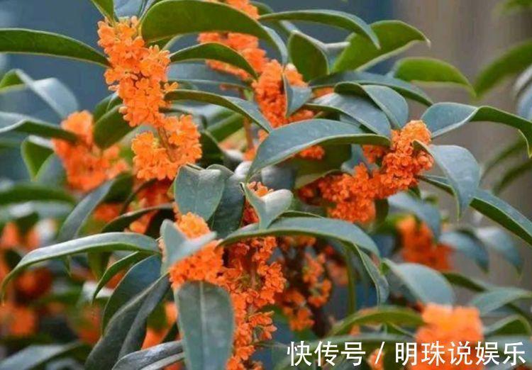 阳台|此款花卉,好养易爆盆,花叶俱美,养盆放阳台美极了