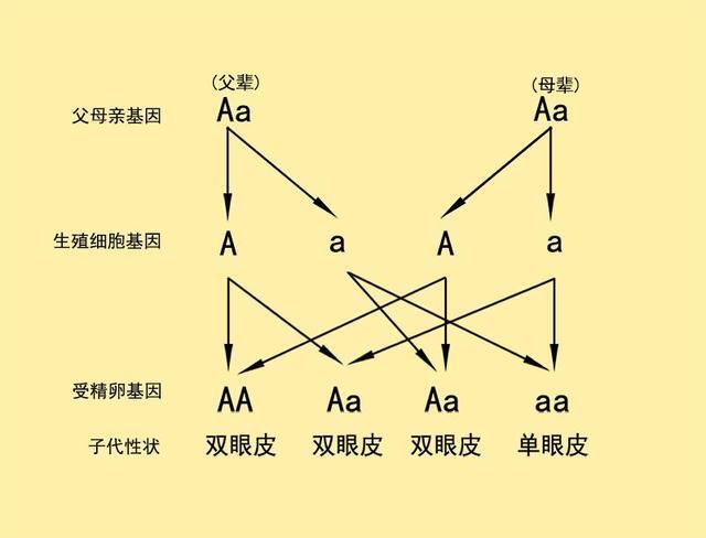 为什么亚洲人很多单眼皮，欧美人多是双眼皮？珍惜单眼皮吧！