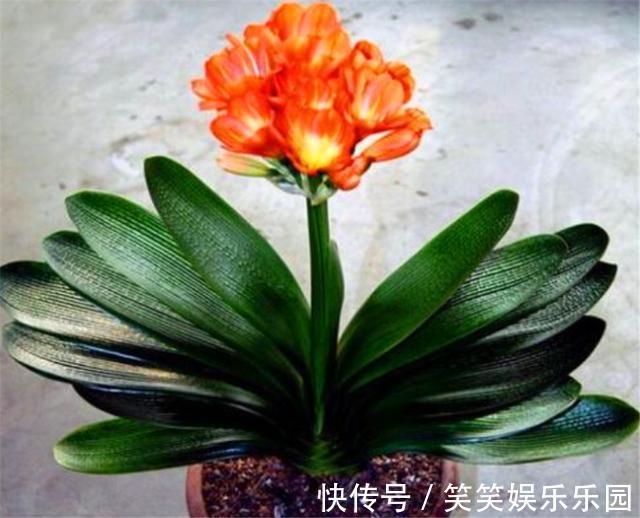 土壤|立春了,君子兰换盆正当时,牢记6个小细节,根系粗壮叶子肥