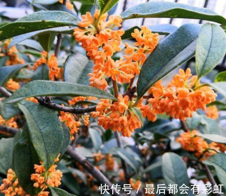 人养花,花也养人,家养3种花,漂亮还净化空气,烂漫迷人眼