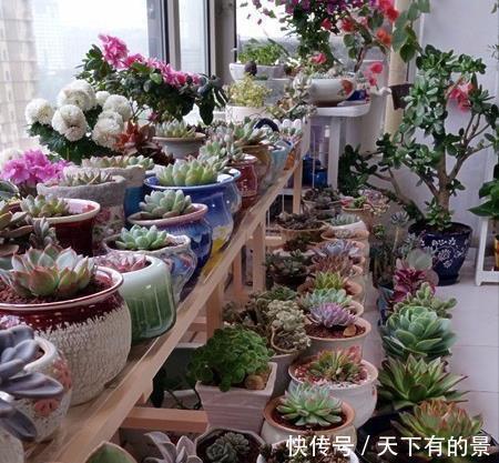 熊童子|夏天养几种“耐热多肉”,不怕酷暑,不用休眠,想养死都难