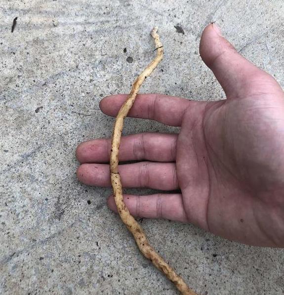 困恼盆栽兰花遭遇茎腐病这样预防、治疗,新手都能分分钟搞定