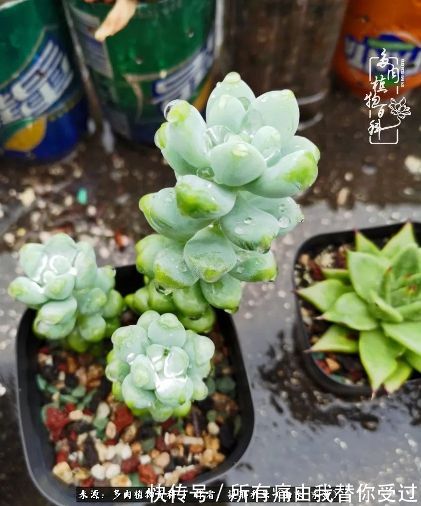 人如多肉,经阳光雨露历练后,亦会越挫越勇!