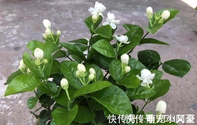 茉莉花|花市上的茉莉“满头花苞”，花香浓，原来是“这样”养出来的