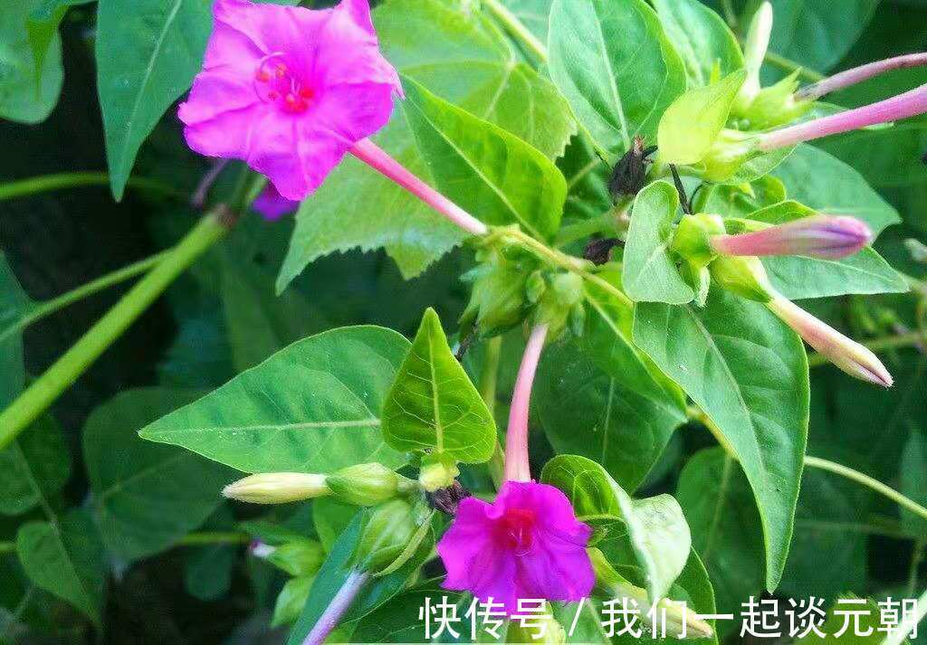 地雷花|农村有种“地雷花”，你若遇见，一定要采回家，太珍贵了！