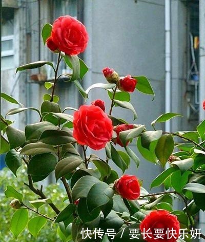 天气转凉这3种花马上进入花期，赶紧剪几刀，开花红艳数量多！