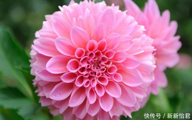 适合养在阳台的花卉,花开不断,漂亮养眼,还非常好养护