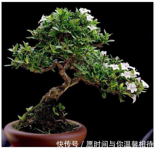 六月雪的盆景怎么养,方法都在这里