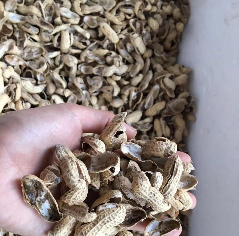 这才是养花“神器”，盆底铺一层，养啥花都不烂根