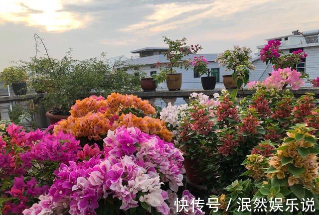 叶子花|阳台养此2种花,开花量比“月季”还大,枝枝满花,耐旱又好养