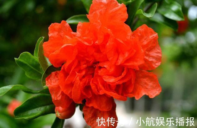 养护|喜欢养护花卉,就养全年都开花,见光就旺,漂亮胜牡丹的花卉!