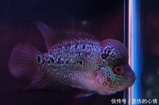 新水|水质引起的烧尾!!!