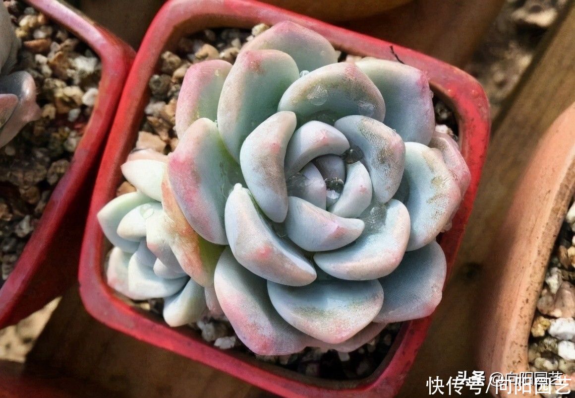 多肉|夏天的多肉怎么浇水？保持“少浇”原则，溜边浇水最安全