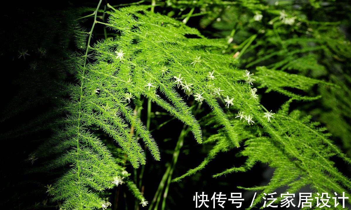 枝繁叶茂|文竹黄叶和4点有关，掌握要点后，苗壮叶肥还漂亮