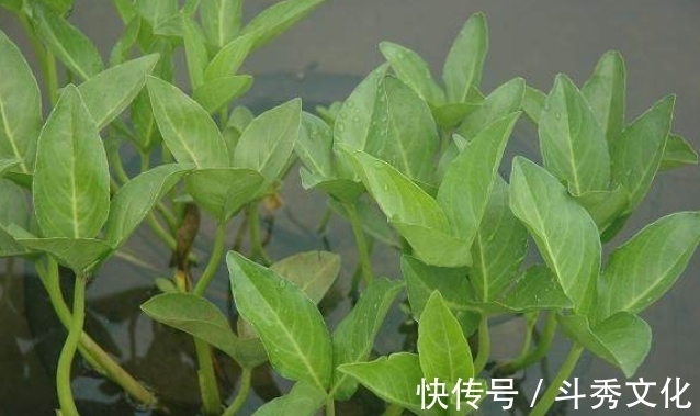 安眠药|乡下一种怪草，人吃了就想睡觉，人称“醉草”，治疗失眠很管用