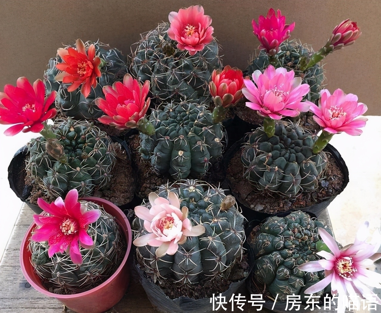 仙人球|5种“漂亮花”，喜欢毒日头，晒晒太阳，直接爆花快