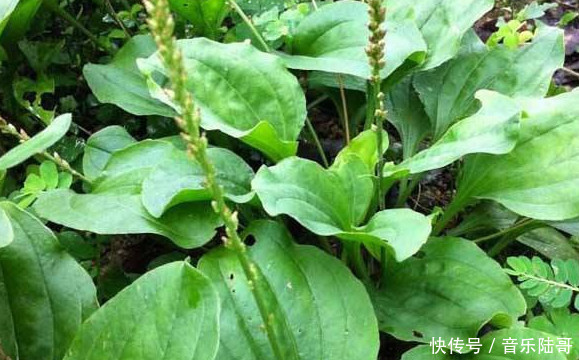 農(nóng)村常見雜草圖鑒（上）