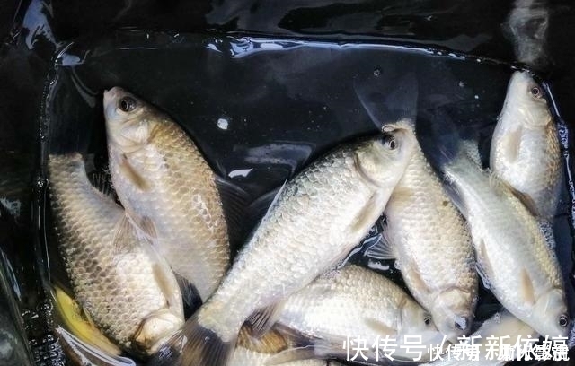 垂钓|夏季野钓的三个小妙招,学会这样用饵,大板鲫手到擒来