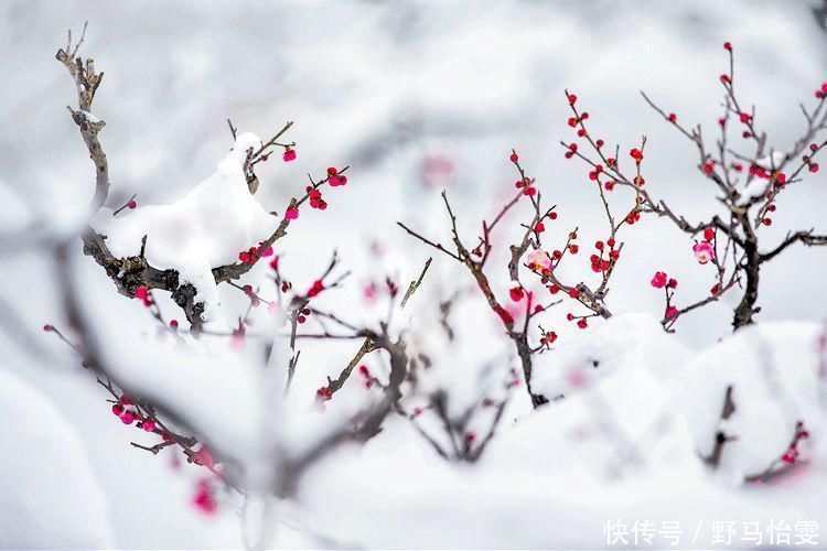 作文素材:名家笔下的冬天描写,建议抄写!