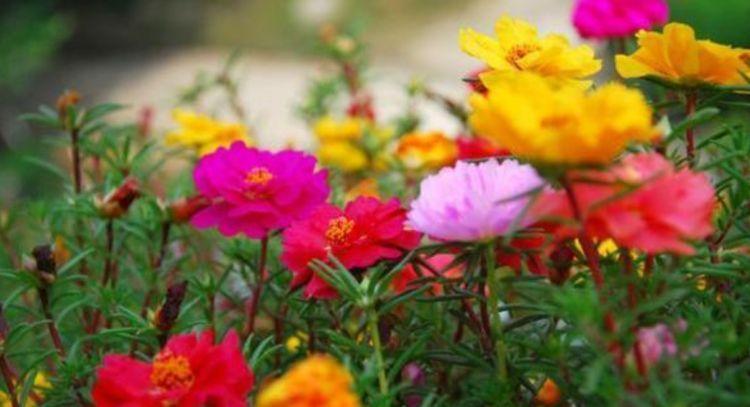 养护|最适合新手养的4种花，沾土就能活，开花超漂亮，花期还长