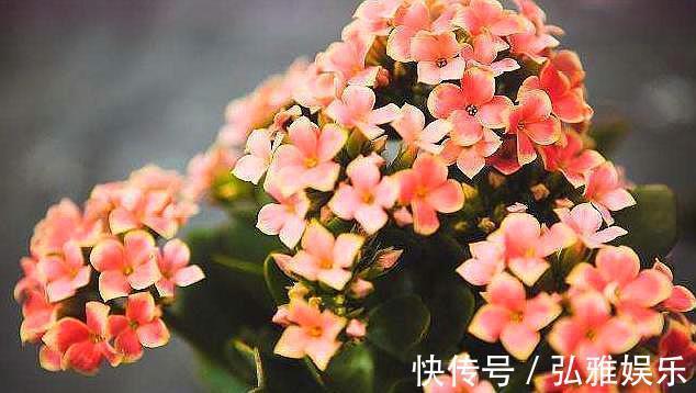 侧芽|盆栽长寿花，一年变“老桩”，只需做好“4件事”，开花千朵100天