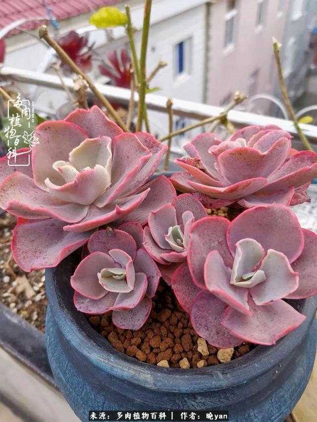 养多肉近四年,一路的走来,阳光总在风雨后!