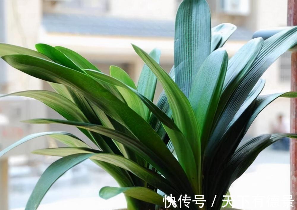 想要“养好”君子兰，建议改掉“3个坏习惯”，做对2件事