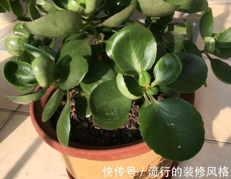 水溶肥|天热养长寿花，盆栽慎重这4点，不黑腐不化水，9月呼呼开花