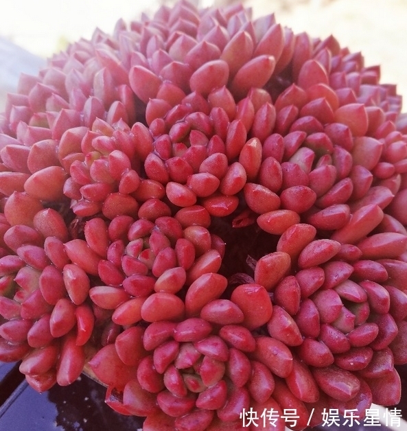 捧花|原来红宝石多肉，不但能养出鲜红的颜色，还能培育成“捧花”状态