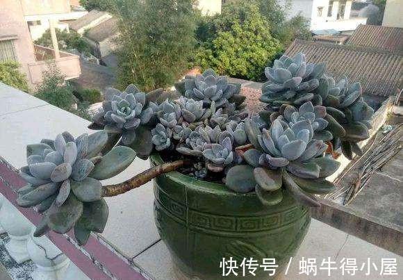 新手养多肉总是养不好,试试5个品种,皮实好养颜值高