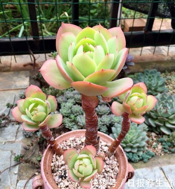 懂多肉碧桃的花友,都是这么养碧桃,难怪碧桃挺拔,叶色又黄又透!