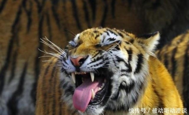 诛杀|老辈人常说“奸者不离三”,这句话中的“三”指的是啥