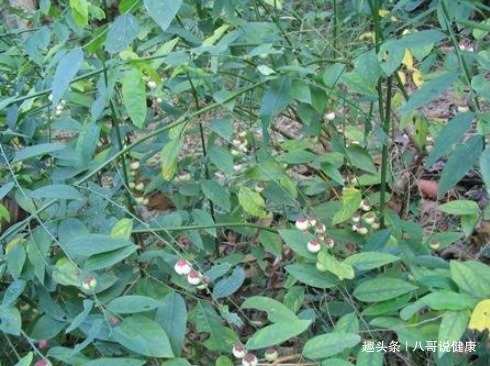 野菜|一种长树上的野菜，民间“美容菜”，医界“消炎药”，清热治头痛