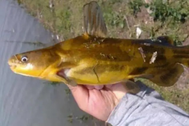 天一冷，黄骨鱼怎么钓？用这一招，比钓鲫鱼还过瘾